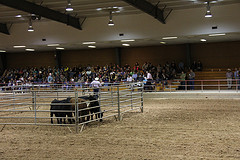 Texas A&M Cattle Welfare Demonstration, Pearce Pavilion
