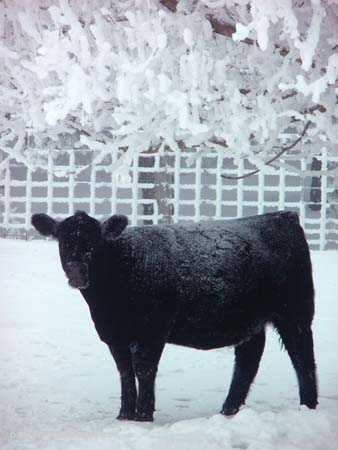 120_Sr_HM_cattle_Ky#1BE0AE9