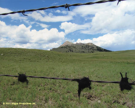 049-Jr_3rd_landscape#C1E0DB