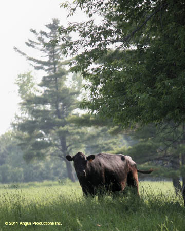 055-Jr_HM_landscape_#C1EC43