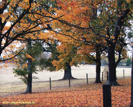 057-Jr_EP_landscape_#C1EDA3