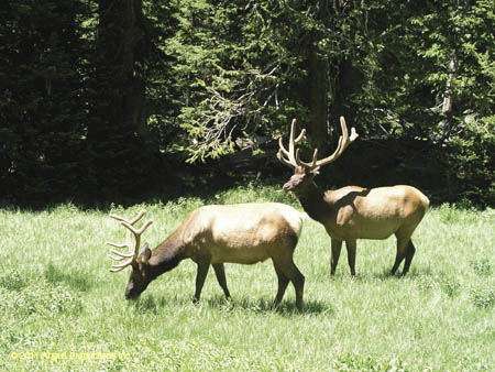 059-Jr_EP_landscape_#C1E0CB