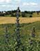 108-Int_HM_landscape#C27341
