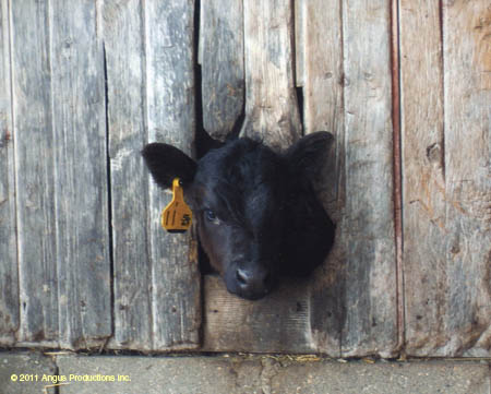 138-Sr_EP_anguscattl#C2D37B